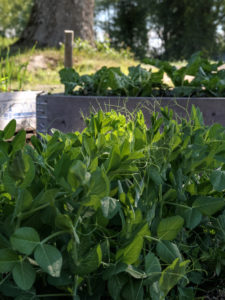 Ärtskott har vuxit upp i en pallkrage.