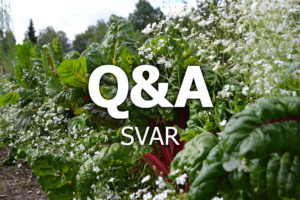 En vacker plantering med mangold och sommarslöja, samt texten Q&A svarpå.