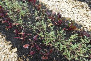 sarabackmo_soil_godsla