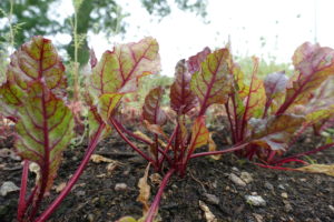 sarabackmo_soil_godsla