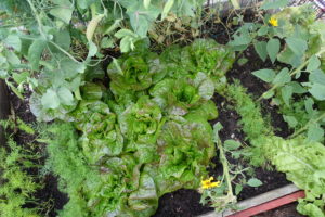 sarabackmo_soil_godsla