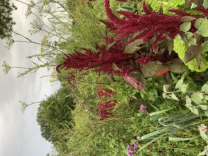 Höga växter som blommar i olika färger.