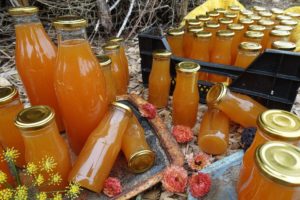 Små och stora flaskor med varmt orange must ligger och står på träflis utomhus.