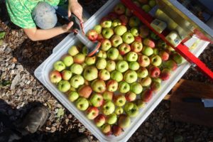 Äpplen ligger i vatten i en stor balja och ett barn sitter bredvid med munstycke till vattenslang.