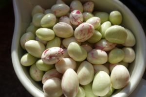 En porslinsskål med rensade vitaktiga bönor.