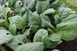 Gröna blad som står tätt tillsammans i en pallkrage.