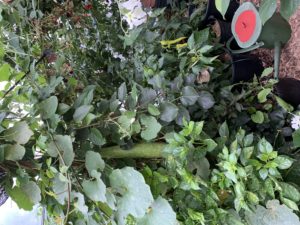 Stående bild på höga gröna växter i tunnelväxthus