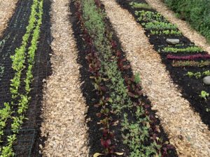 Tre odlingsbäddar med små grönsaker och träflis i gångarna