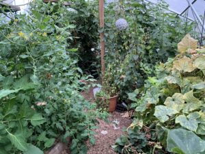 Ett frodigt grönt tunnelväxthus med höga växter.