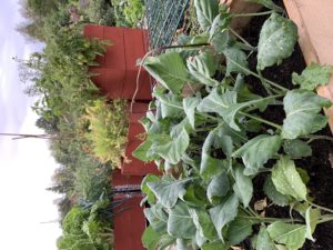 Närbild på gröna kålväxter i pallkrage.