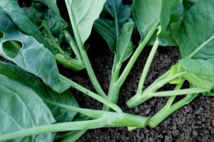 Vackra små kålväxter ligger i en solfjärderform på jorden.