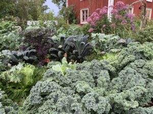 En bild på frodig grönkål med ett rött hus som bakgrund.