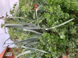 Hög purjolök som skjuter upp ur en grön bladmassa.