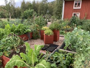 Massa pallkragar och odlingslådor med grönsaker i.