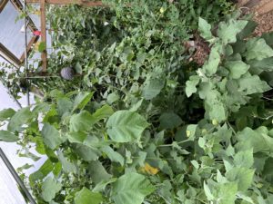 Höga gröna växter i tunnelväxthuset