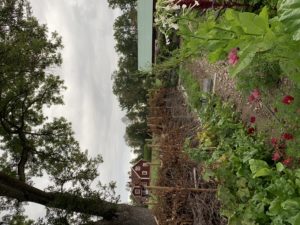 En odlingsbädd med ett staket av grenar bakom.