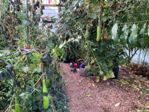 I tunnelväxthuset börjar grönsakerna vissna inför hösten men nya tar plats.