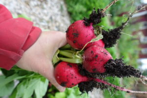 En handfull med nyskördade knallröda rädisor i Skillnadens trädgård