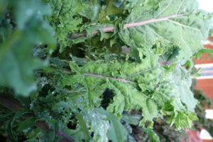 Vackert grönkålsblad av sorten Red Russian