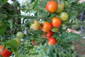Mognande körsbärstomater på kvist