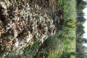 Odlingsbädd täckt med ett tjockt lager av fårull. Så småningom förmultnar ullen och blir till jord.