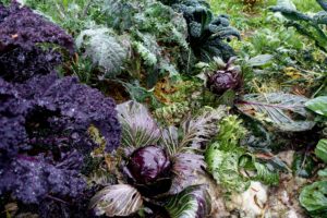 Övergripande bild på kållandet.