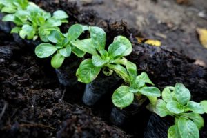 Närbild på en rad med små plantor av vintersallat som står på rad i jorden.