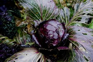 Närbild på en rödkålsplanta.