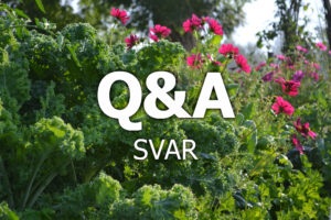 Vacker grönkål och rosa rosenskäror med texten Q&A svar över.