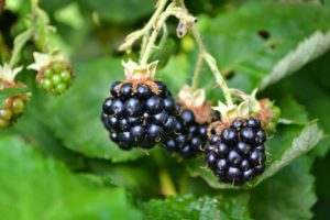 Läckert mogna björnbär på kvist