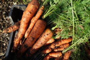 Stora morötter ligger i en svart back.