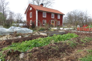 Skillnadens trädgård efter en frostnattt under tidig höst