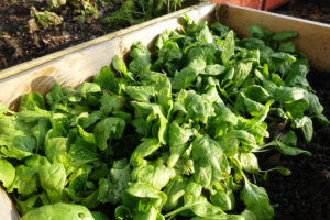 Övervintrad spenat i pallkrage