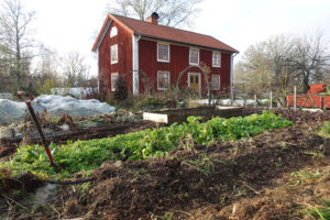 Skillnadens trädgård efter en frostnattt under tidig höst