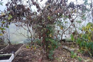 En risig planta med massor av grenar och ihoptorkade blad.