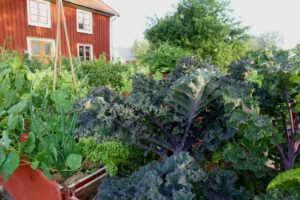 En prunkande köksträdgård i pallkragar mot ett rött hus.