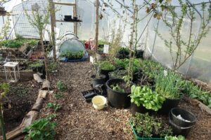 Övergripande bild på växthuset på våren med krukor med mycket grönt i.