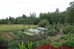 En fullmatad köksträdgård sedd något ovanifrån.