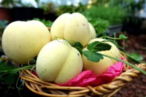 Vackra vita persikor i en korg