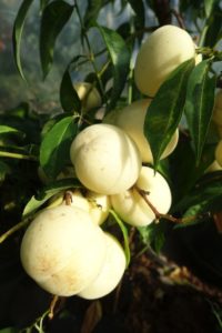 Persikoträd Ice Peach som växer i tunnelväxthus