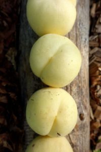 Vackra vita persikor på rad