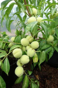 Persikoträd Ice Peach som växer i tunnelväxthus