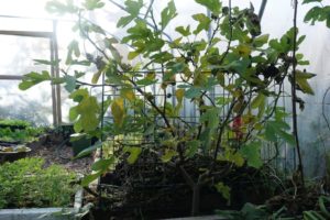 Fikonträd som växer i tunnelväxthus