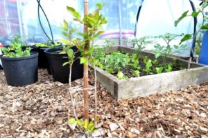 Blåbärsbuske planterad i tunnelväxthus