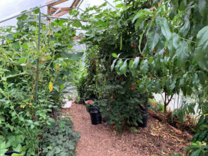 Interiör av tunnelväxthus med björnbär och andra exotiska träd och buskar