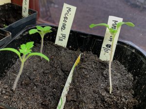 En frösådd av tomater med tre små plantor och plantetiketter.