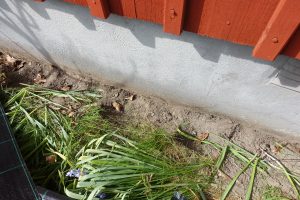 Närbild på växter som vikts ner innan markduken läggs på plats.