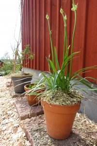 Närbild på krukor längs en röd träfasad.