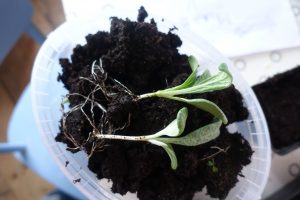 Små plantor av kronärtskocka på jord.