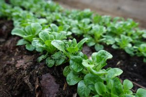 Vintersallad